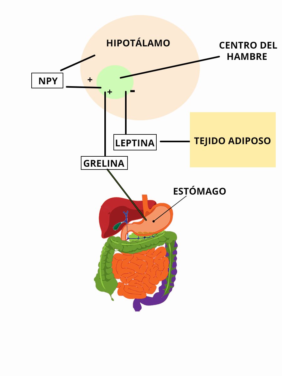 regulacion hambre regulacion hambre