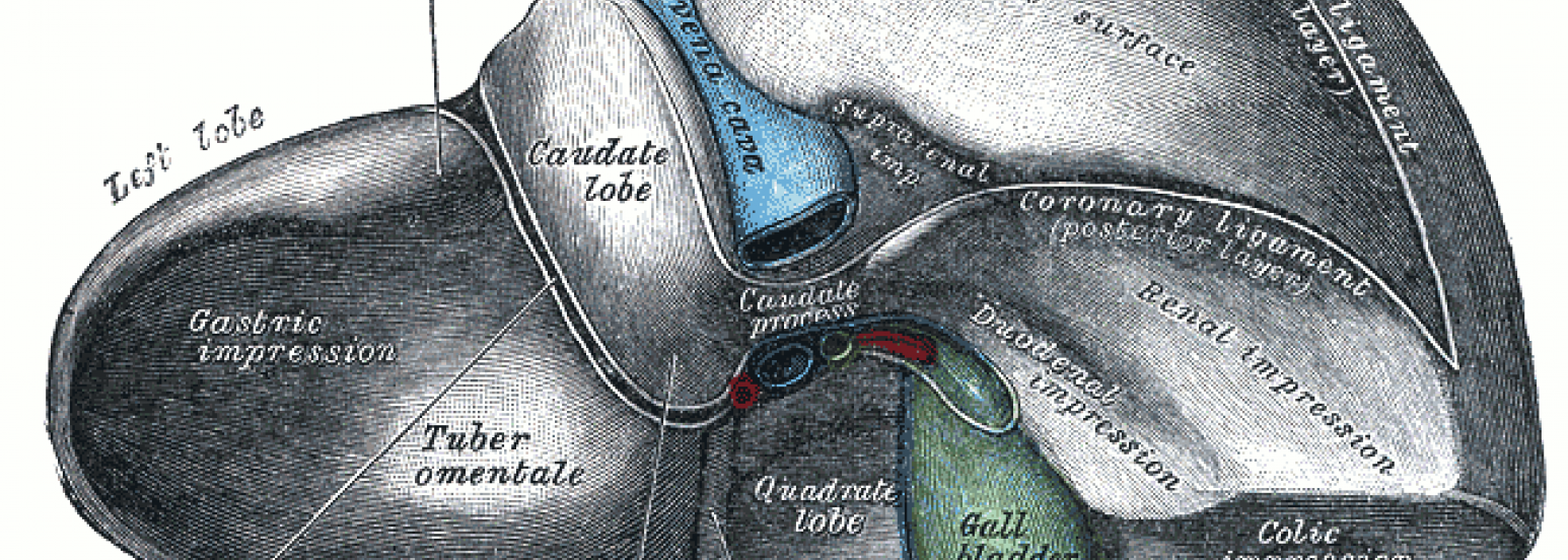 Anatomía del hígado