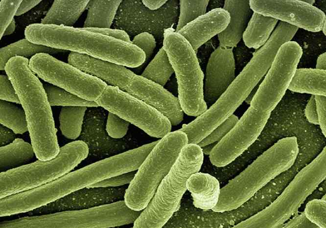 microorganismos probióticos