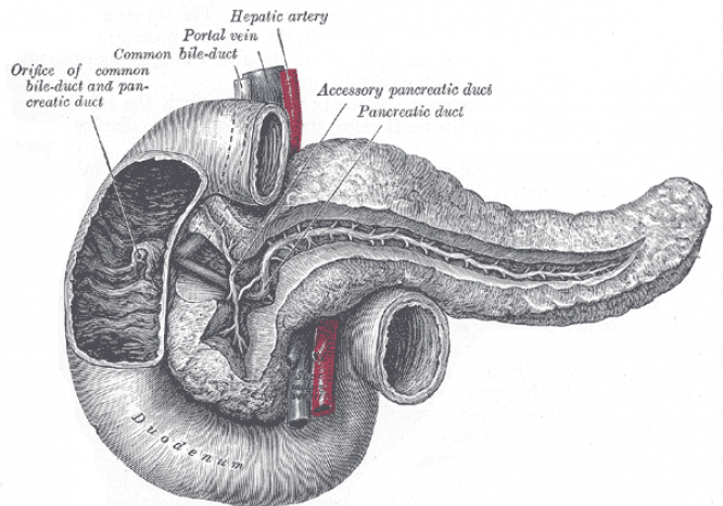Anatomía del páncreas